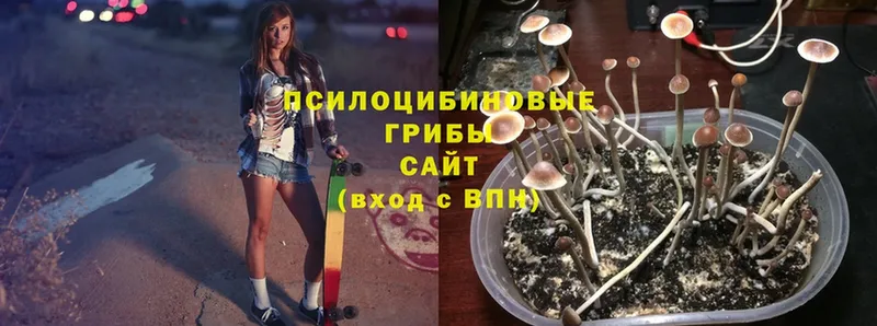 Псилоцибиновые грибы MAGIC MUSHROOMS  Каменск-Уральский 